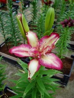 [1605 DoubleSensation No01.JPG]